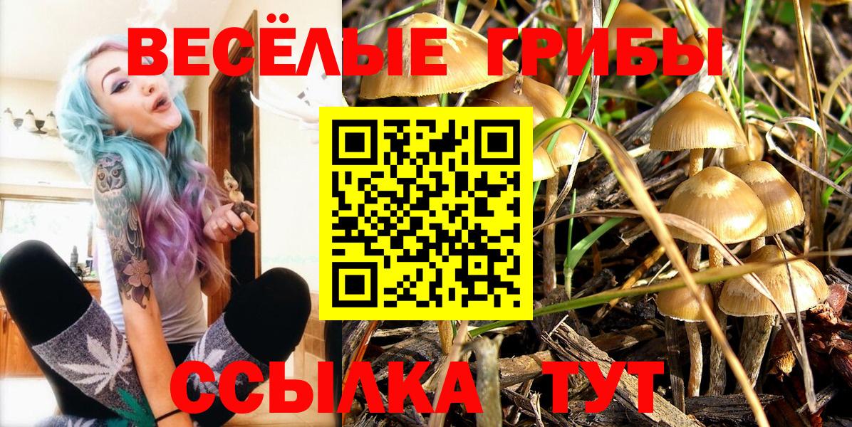 Псилоцибиновые грибы Psilocybe Новочебоксарск